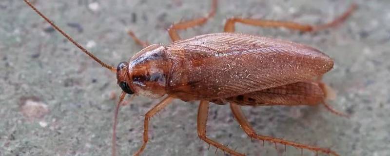 蟑螂怎么能彻底清除（蟑螂怎么能彻底清除广西）