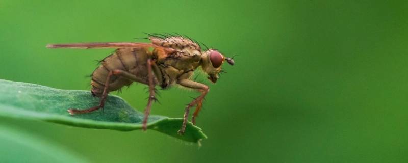 厨房垃圾桶有小飞虫怎么办 家里垃圾桶有小飞虫