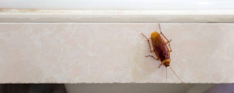 抓蟑螂的小妙招 如何有效抓蟑螂