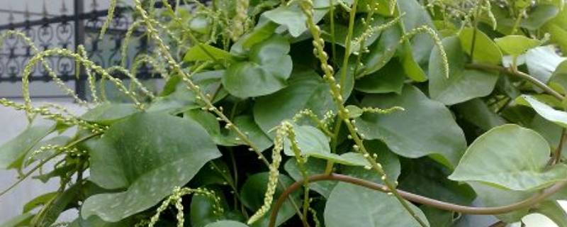 腾三七叶子怎么吃 藤三七叶子药用价值