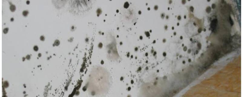 如何清除家里的霉菌(如何清除家里的霉菌孢子)