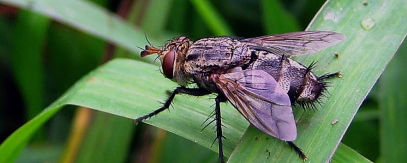 如何消灭苍蝇的好方法 苍蝇怎么样才能消灭掉