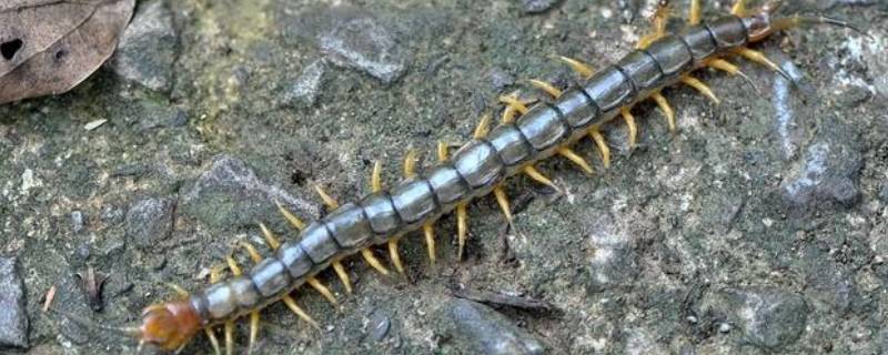 有蜈蚣用什么办法能清除 蜈蚣如何清除