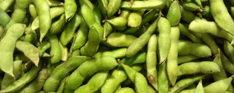 毛豆怎么保存（带壳的毛豆怎么保存）