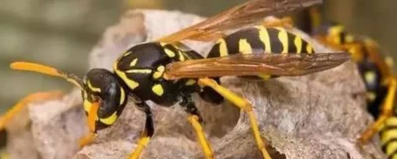 马蜂怎么处理 一堆马蜂怎么处理
