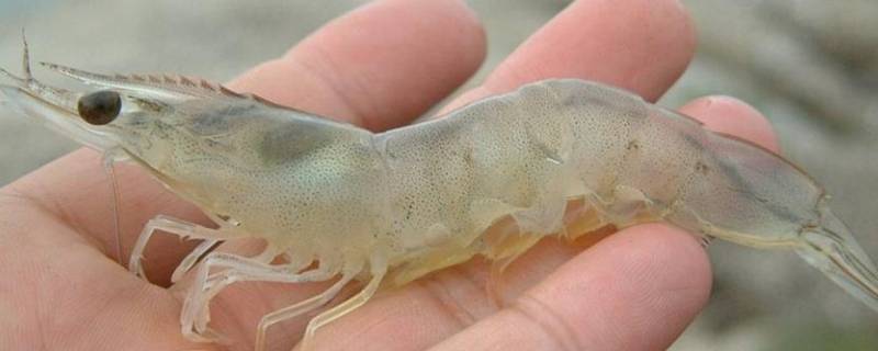 竹节虾怎么处理干净 竹节虾怎么清洗才干净