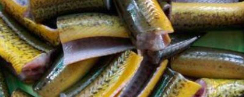 鳝鱼在家怎么杀（家庭杀鳝鱼的方法图）