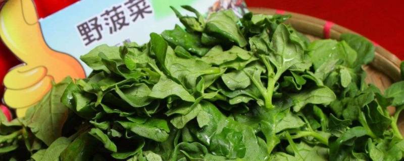 野菠菜怎么吃 野菠菜怎么吃才能发挥药效?