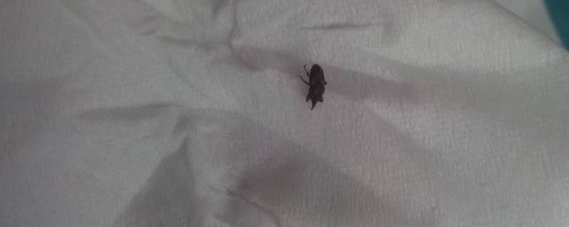 如何灭跳蚤有效 如何有效杀灭跳蚤