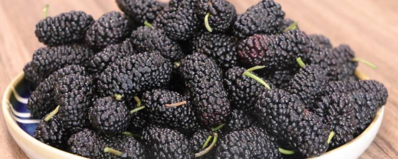 桑葚如何快速晒干（桑葚怎么快速晒干）
