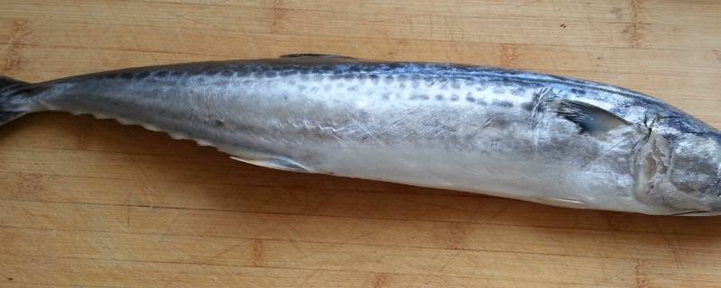 鲅鱼怎么吃 鲅鱼怎么吃法