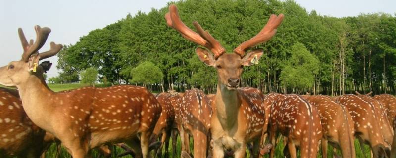 梅花鹿品种有哪些 梅花鹿有哪几种