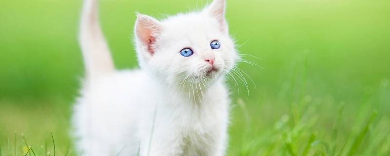 猫的记忆力到底有多长时间（猫咪的记忆力是多久）