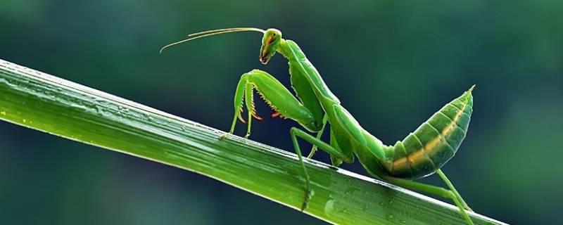 螳螂吃什么东西 螳螂吃什么东西呀?喝什么?