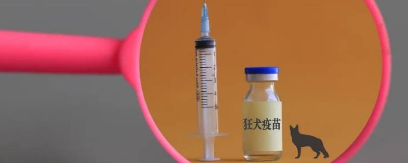 狂犬疫苗最佳时间是多少小时内 被猫狂犬疫苗最佳时间是多少小时内