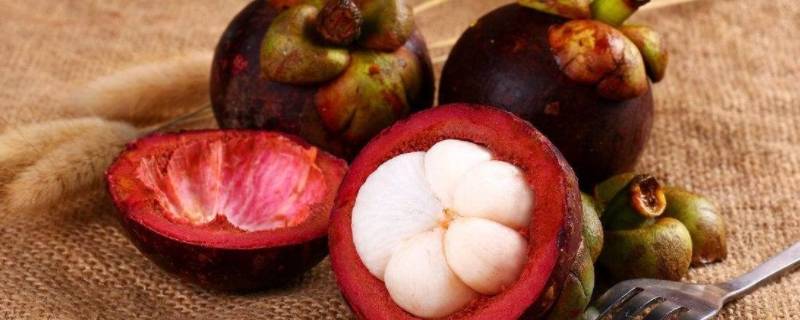 山竹是长在树上还是地上（山竹是长在树上还是长在地里的）