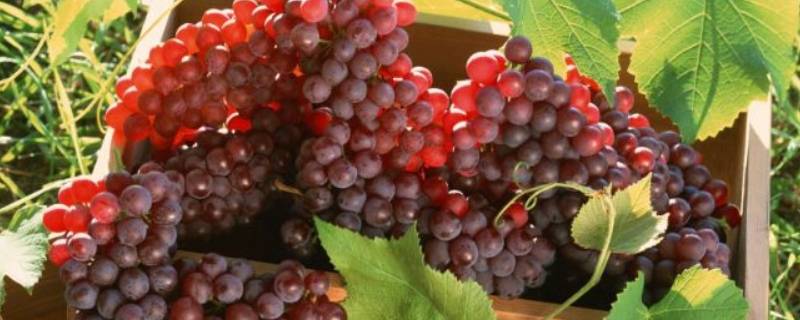 中国中原地区种植葡萄始于哪个朝代（中原地区种植葡萄始于哪个朝代东汉）