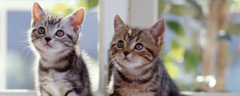 猫的寿命究竟是多少年（猫的寿命一般多少年）