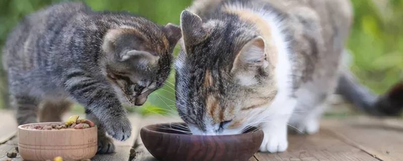 猫薄荷对猫有着什么作用 猫薄荷对猫有什么好处?