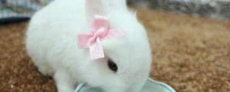 兔子可以洗澡的吗（兔子,能洗澡吗）