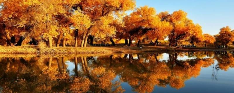 甘肃的胡杨林旅游景区在哪里 甘肃胡杨林旅游攻略