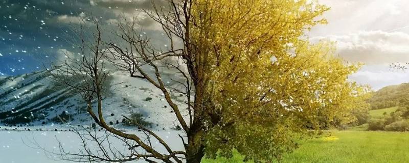 一年有三个季度对不对（一年是三个季度还是四个季度）