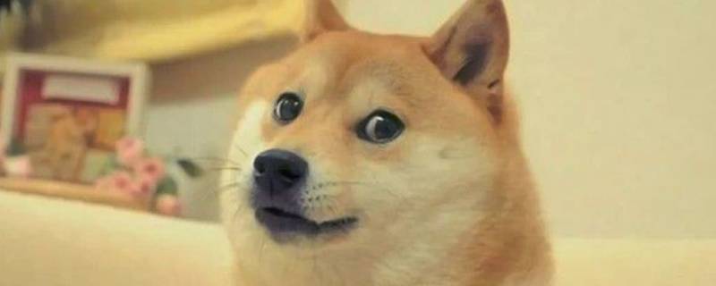 旺财表情是啥意思 旺财是什么意思