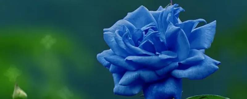 33朵蓝玫瑰花语是什么意思（33朵蓝色玫瑰花语）