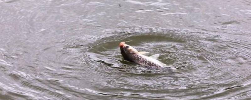 蚯蚓钓鱼技巧 夜间蚯蚓钓鱼技巧