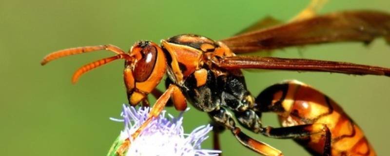 被马蜂蛰了怎么办？（手臂被马蜂蛰了怎么办）