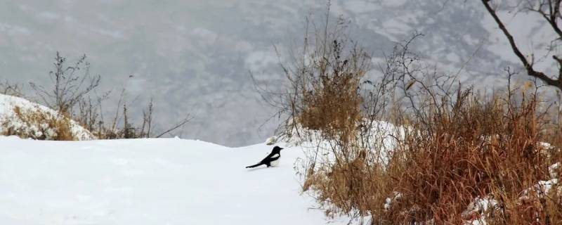 雪分为哪几种 雪分为哪几种鹅毛雪