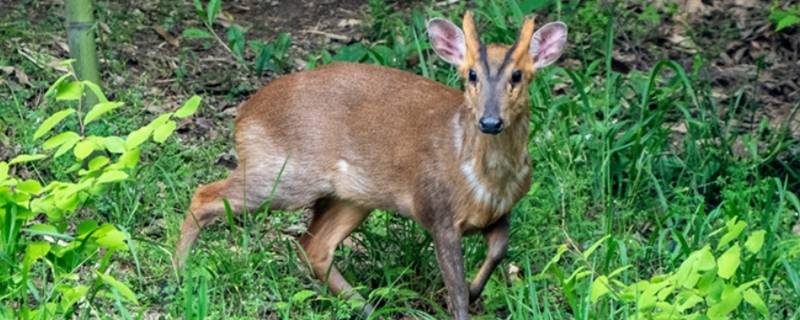 麂子的窝在什么地方（麂子晚上在什么地方睡觉）