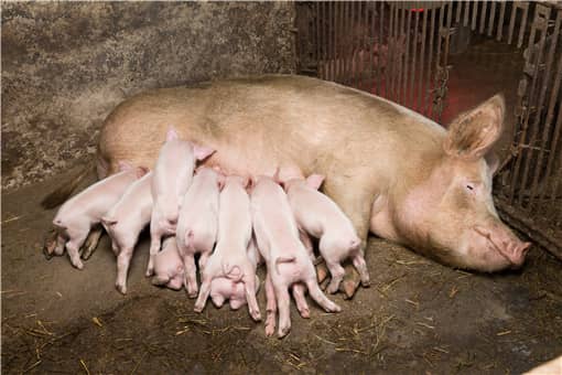 猪身上有红疙瘩是什么病怎么治疗 猪身上有红疙瘩是什么病怎么治疗局部