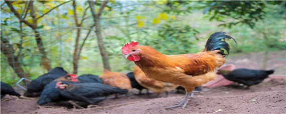 鸡的生物学分类 鸡的生物学分类属于哪一类