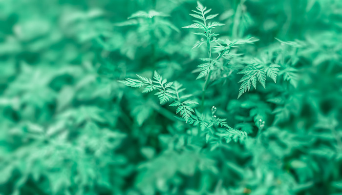 艾果和青团是一样的吗