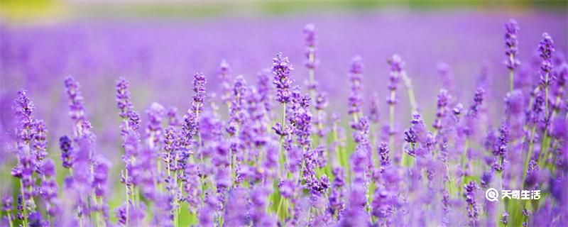 蓝桉的花语是什么