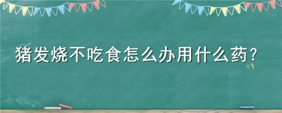 猪发烧不吃食怎么办用什么药（猪发烧不吃食怎么治疗）