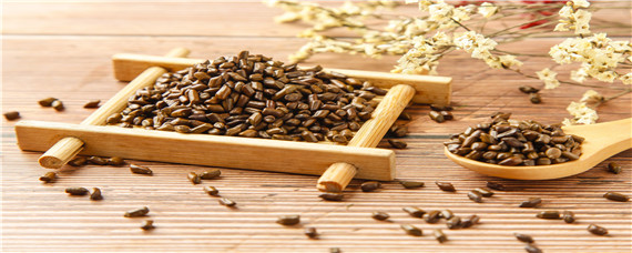 如何提高决明子的产量（决明子种植产量）