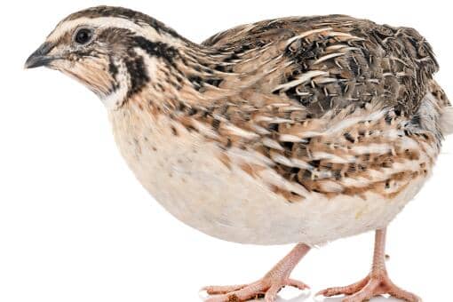 “世界上最小的鸡”芦丁鸡为什么不建议养？已经被国家禁止养殖了吗