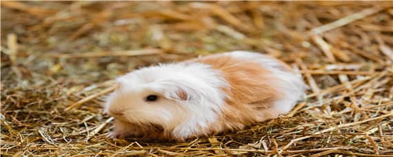 荷兰猪是豚鼠嘛 荷兰猪是豚鼠么