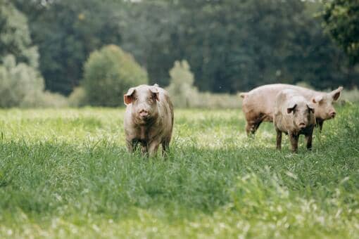 养猪补贴政策2022最新标准:养100头猪国家补贴多少钱?