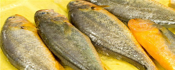 半野生黄鱼和野生黄鱼的区别（半野生黄鱼和野生黄鱼的区别是什么）