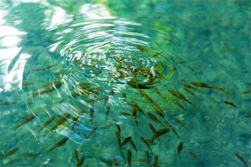 水产养殖什么赚钱又好养 养殖业什么最赚钱农村水产