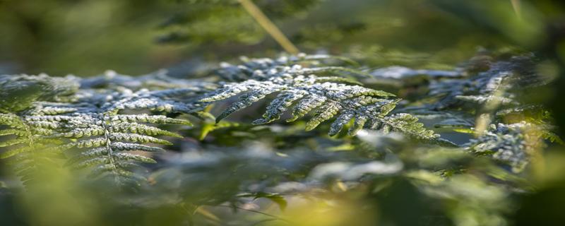 寒露应该吃什么食物 寒露应该吃什么食物最好