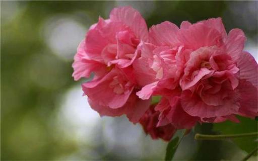 芙蓉花叶怎样生根 芙蓉花叶怎样生根发芽