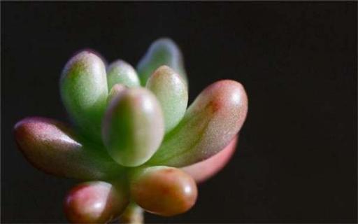 怎么给多肉植物浇水 多久浇一次水最合理