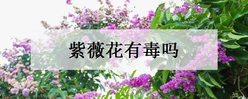 紫薇花有毒吗