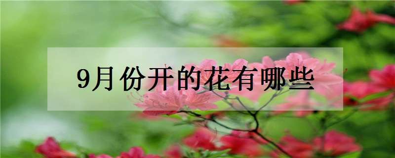 9月份开的花有哪些（9月份开的花有哪些图片）