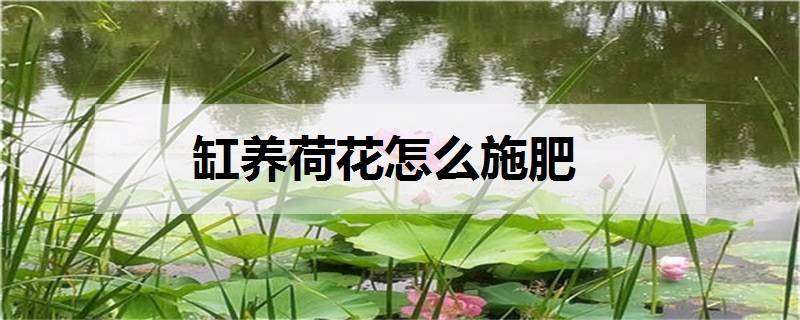 缸养荷花怎么施肥