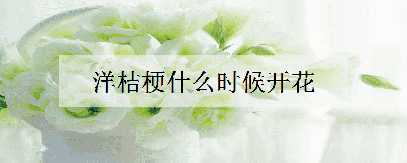 洋桔梗什么时候开花（洋桔梗什么时候开花结果）